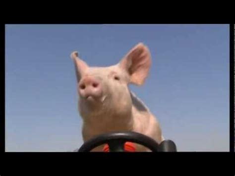 Big Barn Farm - Amazing Animals' Trained Piglet, "Petal" - YouTube