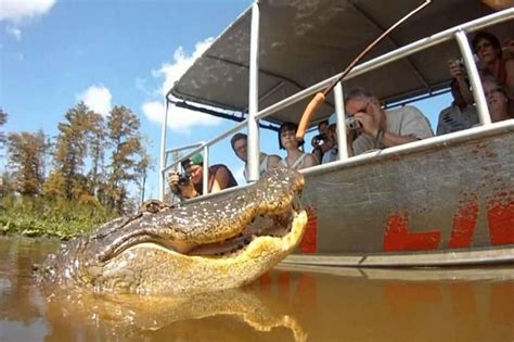 Take a bayou tour of the famous Honey Island Swamp. You’ll glide ...