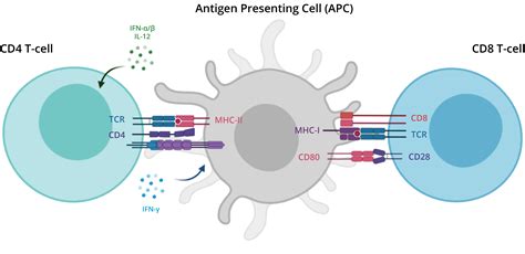 T Lymphocyte Immunophenotyping Using Multicolor Flow Cytometry | AAT Bioquest