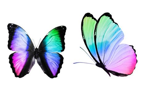 Rainbow Color Butterfly Wallpaper