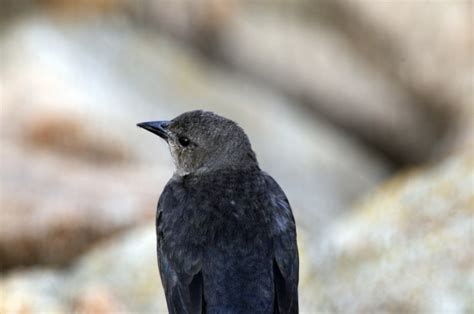 Black Bird With Grey Head Free Stock Photo - Public Domain Pictures