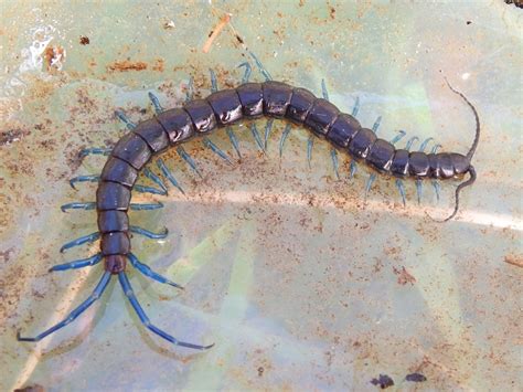 Blue-Legged Centipede from Belmopan, Belize on June 23, 2019 at 04:37 PM by Jan Meerman. About 6 ...