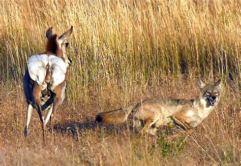 Photos: Coyote attempts to hamstring pronghorn | Outdoors | billingsgazette.com