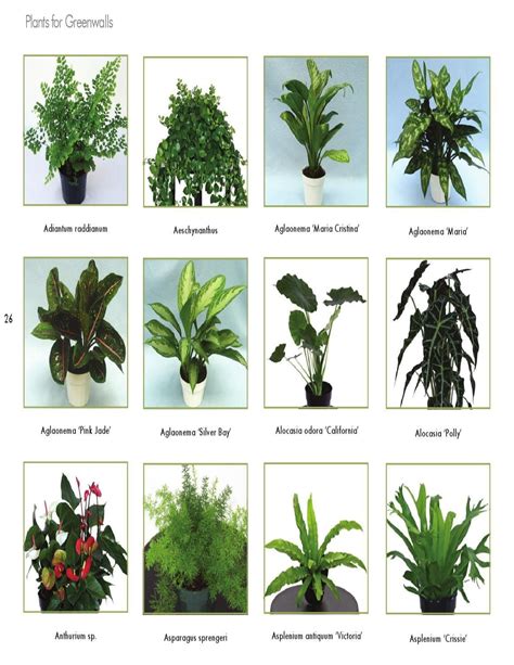 Embrace the Vertical | Types of houseplants, Indoor plants, Plants