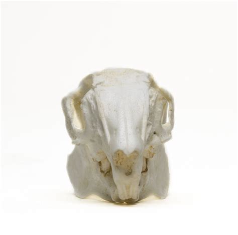 Cottontail Rabbit Skull Replica