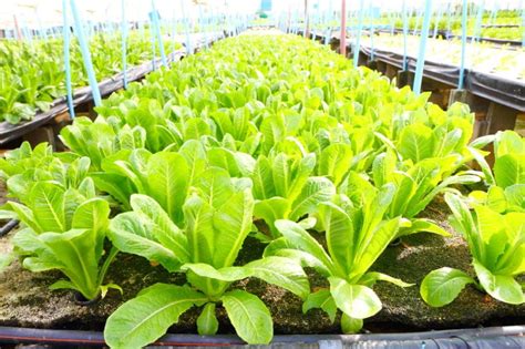 Growing Romaine Lettuce Like You Were Born to Farm