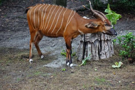 Kilimanjaro Safari Tour: The biggest tour in Disney's Animal Kingdom • Outside Suburbia Travel