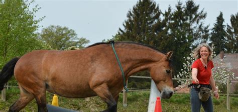 The practical guide for bucking horses: Here is what you can do