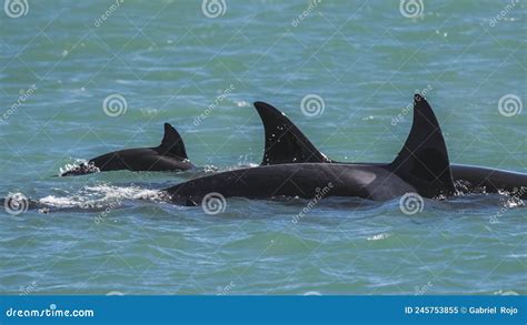 Mother and Baby Orca Swimming at the Surface, Stock Image - Image of ...