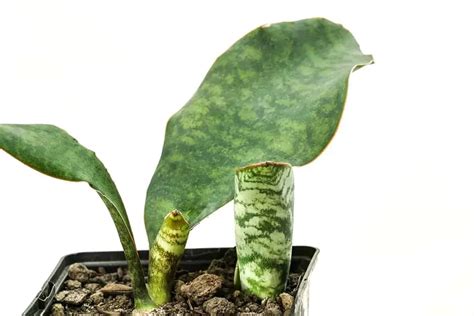 Whale Fin Snake Plant – Growing and Care Guide - Plantglossary