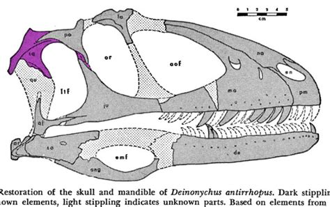 deinonychus_skull.588 | The Pterosaur Heresies