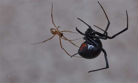 Male vs Female Black Widow Spider: What’s the Difference? - A-Z Animals