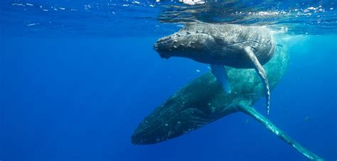 Whale Songs Tell a New Story about Humpback Migrations | Hakai Magazine