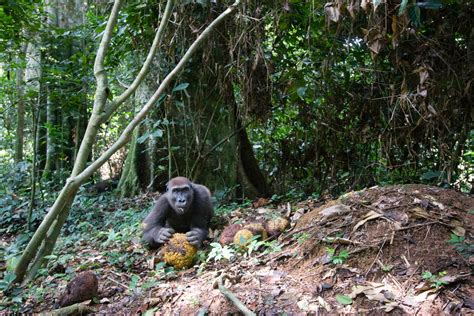 You can now hear rainforest sounds worldwide—here's why that matters