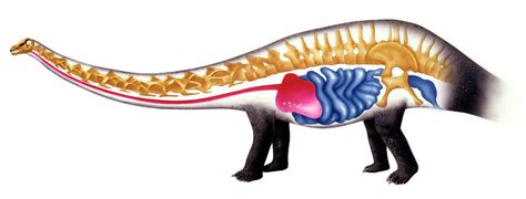 Sauropod Anatomy Photograph by Deagostini/uig - Fine Art America