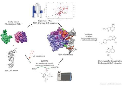 Scientists Probe Druggability of Covid Nucleocapsid Protein RNA Interactions | Mirage News