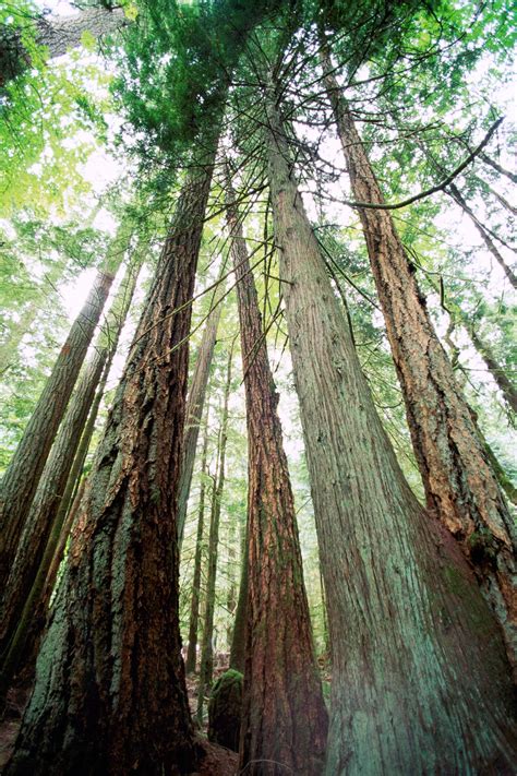 Western Red Cedar Trees and Douglas Fir Trees on the West Coast of Vancouver Island British ...