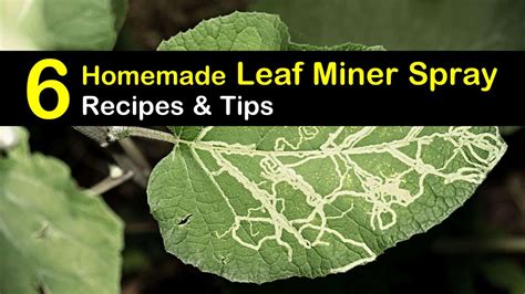 6 Easy-to-Make Leaf Miner Spray Recipes