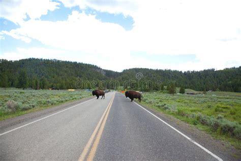 Buffalo stock image. Image of outside, park, animal, mammal - 43831695