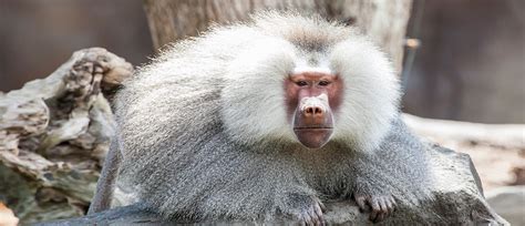 Hamadryas Baboon | Baboons & Monkeys | Auckland Zoo