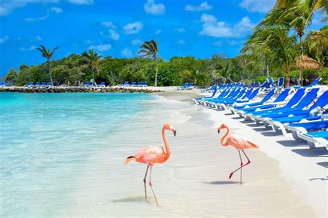 Private beach in Aruba gives visitors the chance to be one with flamingos