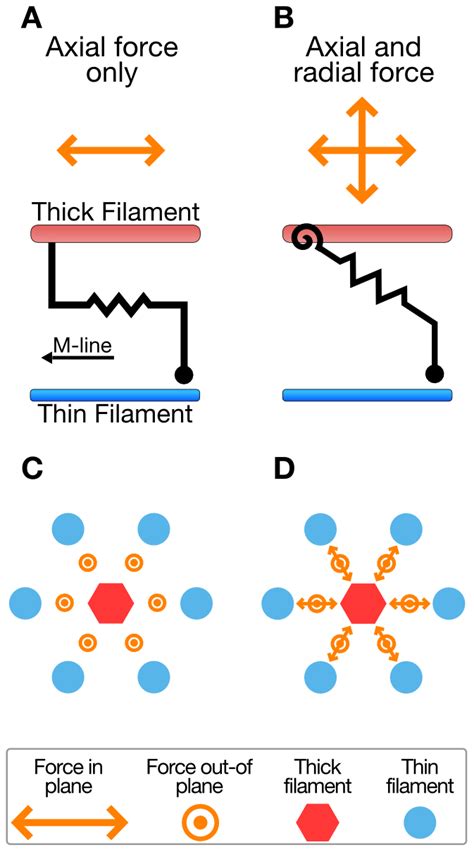 Models produce radial and axial forces. The one-dimensional... | Download Scientific Diagram