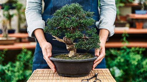 How to care for a bonsai tree: simple tips for these plants | Gardeningetc