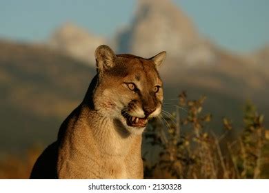 214 Mountain Lion Growl Images, Stock Photos & Vectors | Shutterstock