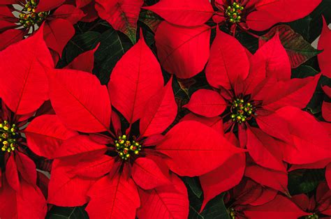 The Origins of the Poinsettia: A Long, Strange Tale