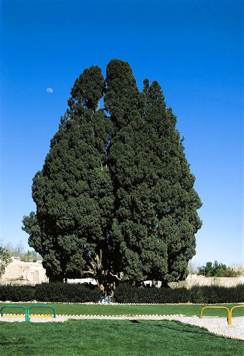 Cypress of Abarkooh | Visit iran