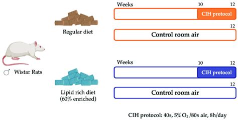 Schematic representation of the study experimental design. Male Wistar ...