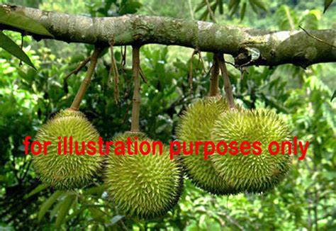 Malaysia Real Estate Kuala Lumpur Property: Durian Farm