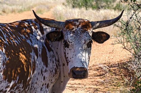 Royalty Free Nguni Cattle Pictures, Images and Stock Photos - iStock