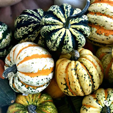 A Little Loveliness: Celebrating Autumn Pumpkins