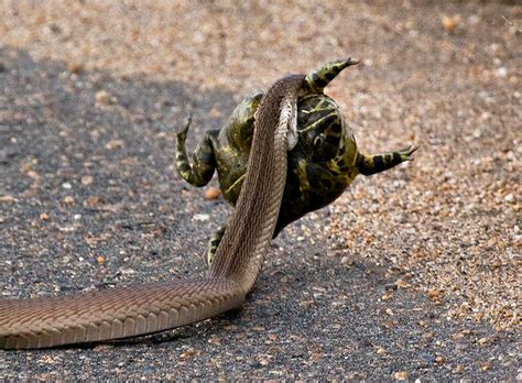 Spitting Cobra Facts You Need to Know! | Fun Facts You Need to Know!