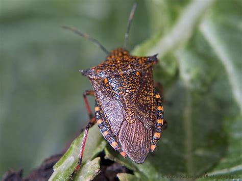 Spined Soldier Bug (Podisus maculiventris) - Alcaeorrhynchus grandis - BugGuide.Net