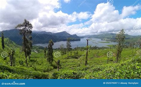 Tea Plantations. Maskeliya, Sri Lanka. Stock Video - Video of lanka, scenic: 252379597