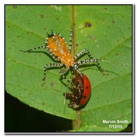 Nature in the Ozarks: Assassin Bug Nymph (Pselliopus sp)