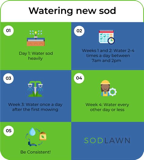 Watering New Sod: 4 Weeks Schedule - Sodlawn