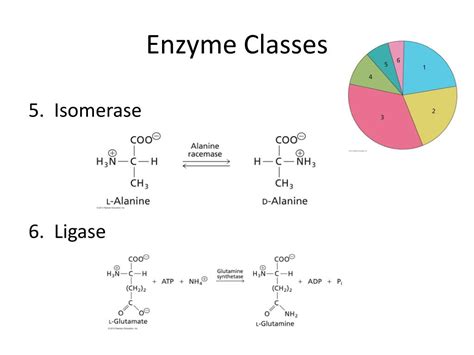 PPT - Enzyme Kinetics PowerPoint Presentation, free download - ID:2045841