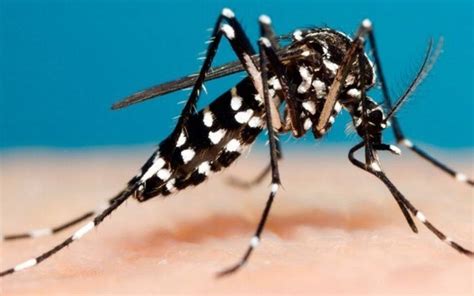 Mosquitos transmisores de Dengue ¿Cómo identificarlos? - El Sol de ...