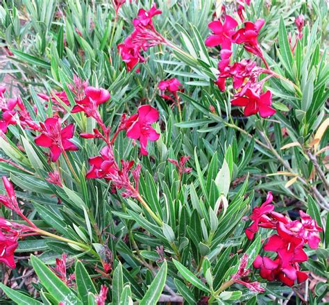 Nerium oleander 'Little Red' - Boething Treeland Farms