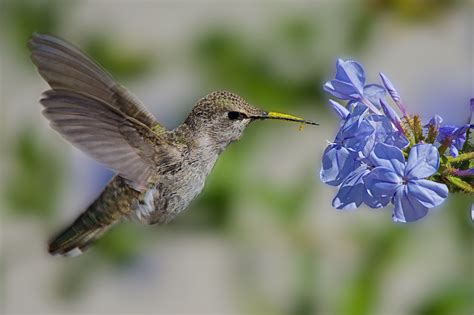 Hummingbird Habitats: Ideal Areas and Conservation