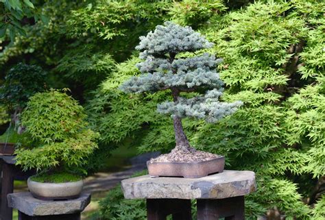 How Long Do Bonsai Trees Live? - Imperial Bonsai