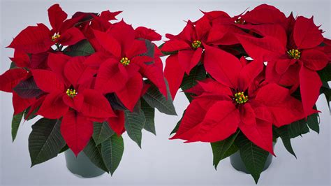 Grow High-Quality 'Lyra' and 'Mirage' Poinsettias - Greenhouse Grower