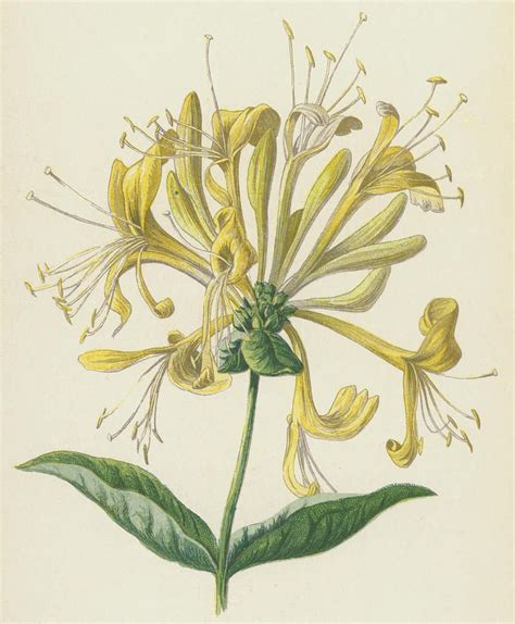 Honeysuckle by Frederick Edward Hulme | Honeysuckle tattoo, Drawings ...