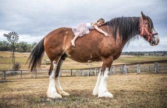 Clydesdale Horse Guide: A Mighty and Majestic Breed | LoveToKnow Pets