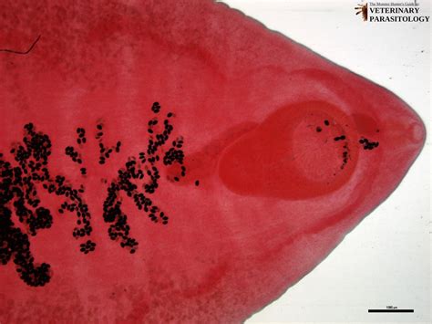 Fasciolopsis sp. Flukes - MONSTER HUNTER'S GUIDE TO: VETERINARY ...