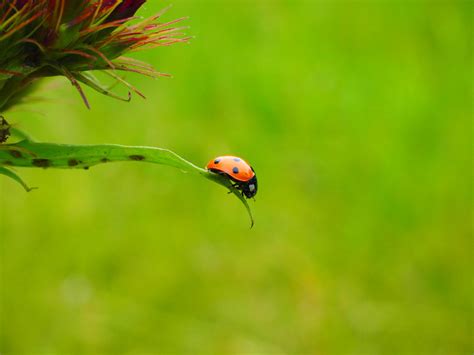 a ladybug on a plant from Pikwizard