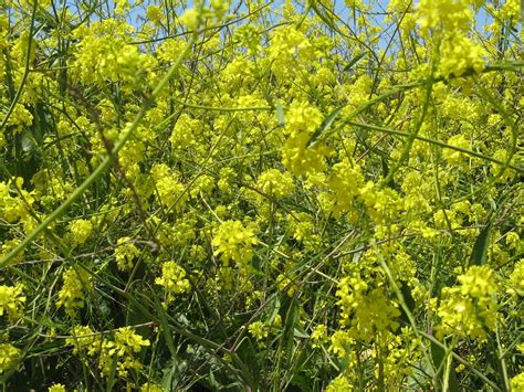 Black Mustard (not native) | Nature Collective